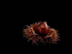 ripe chestnut