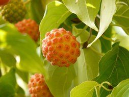 Asian dogwood berries