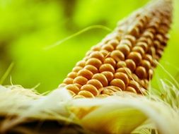 fresh corn on the cob