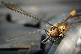 macro picture of dragonfly and wasp