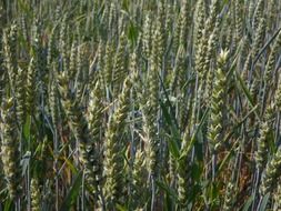 cultivated green wheat field