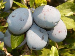 blue plums on a tree branch