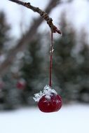 Red frozen fruit on the branch in winter