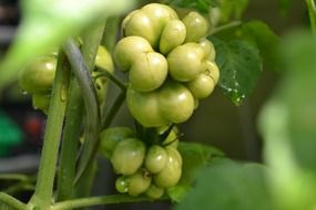 Green tomatoes on plants in a vegetable garden