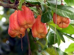 exotic flowers of Costa Rica