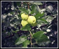 healthy wild apples