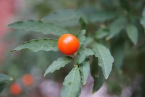 orange berry on a branch