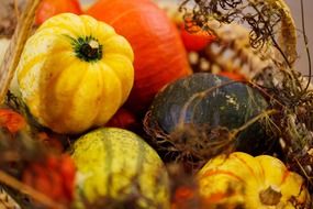 colorful autumn harvest