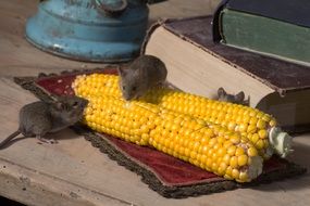 field mice are eating corn