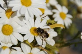 bee collecting nectar from camomile