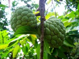 green sugarapple