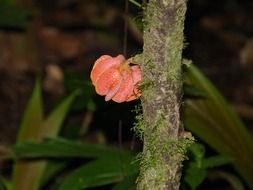 red fruit in a rainforest on Costa Rica