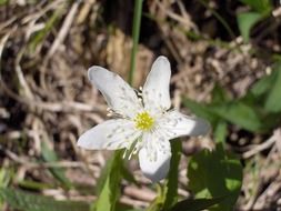 white wildflower plant