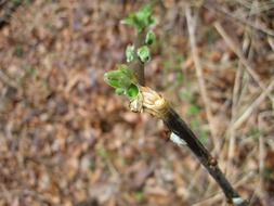 green leaf on a broken branch