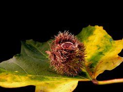 walnut near green leaf