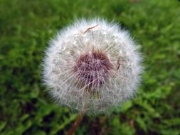 closeup view of dandelion in nature