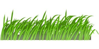 Green spring lawn