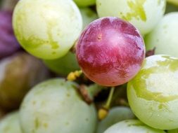 closeup of multi-colored grapes