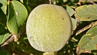 Green walnut on branch close-up