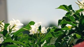 white flowers plants with green leaves macro