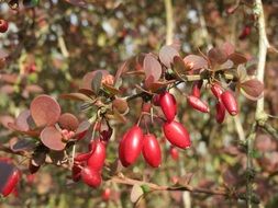 red barberry on a bush under the bright sun