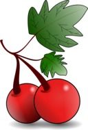 natural cherries