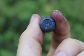 wild berry in hand