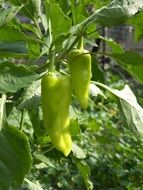 green chilli on a bush