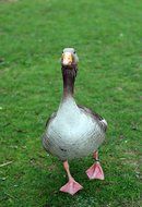 grey goose walking straight