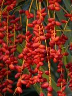 red palm tree fruits
