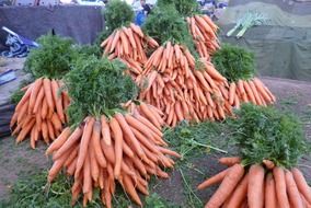 a lot of long carrots in a garden