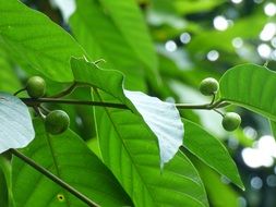 green berries among green leaves