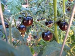 black tomatoes on a garden