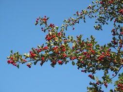 red crataegus monogyna