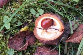 half chestnut on the ground