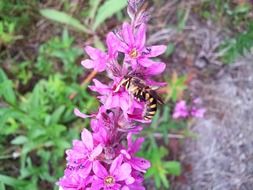 Hornet on a wild flower