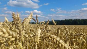 wheat field in august