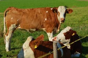 cute cows on the farm's field