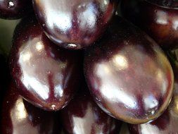 eggplant closeup