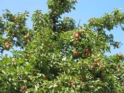 crown of the apple tree