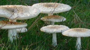 natural poisonous mushrooms on a green lawn
