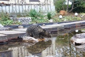 domestic cat on a stone in the fountain