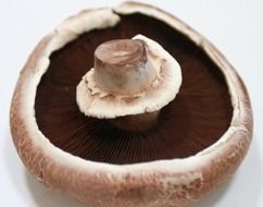 fresh portobello mushroom, Agaricus bisporus