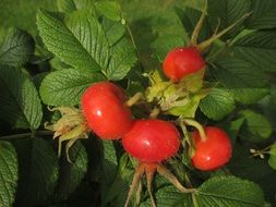 rose hips in autumn