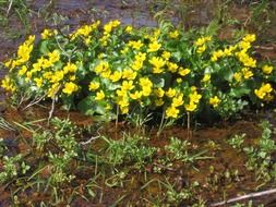 yellow buttercup in the garden