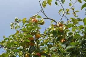 yellow peaches on branch