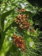 tasty and fresh berries in the forest