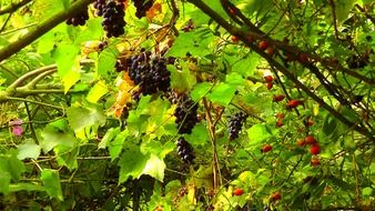 wild grapes rose hip sweet