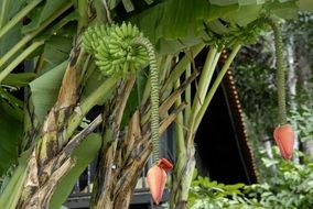 two banana flowers