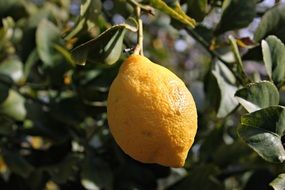 tree with sour lemons on it